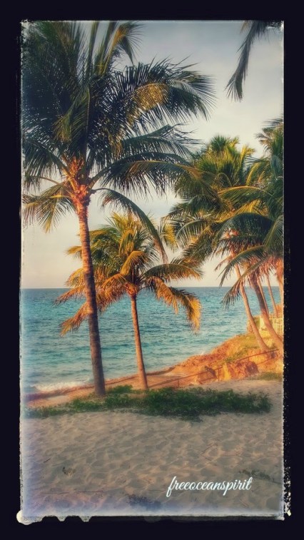 palm-tress-cuba