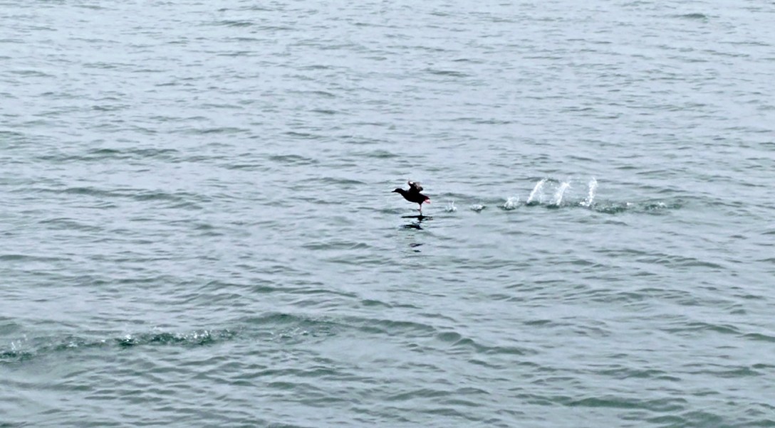 A seabird skimming the surface of calm ocean water, creating small ripples.