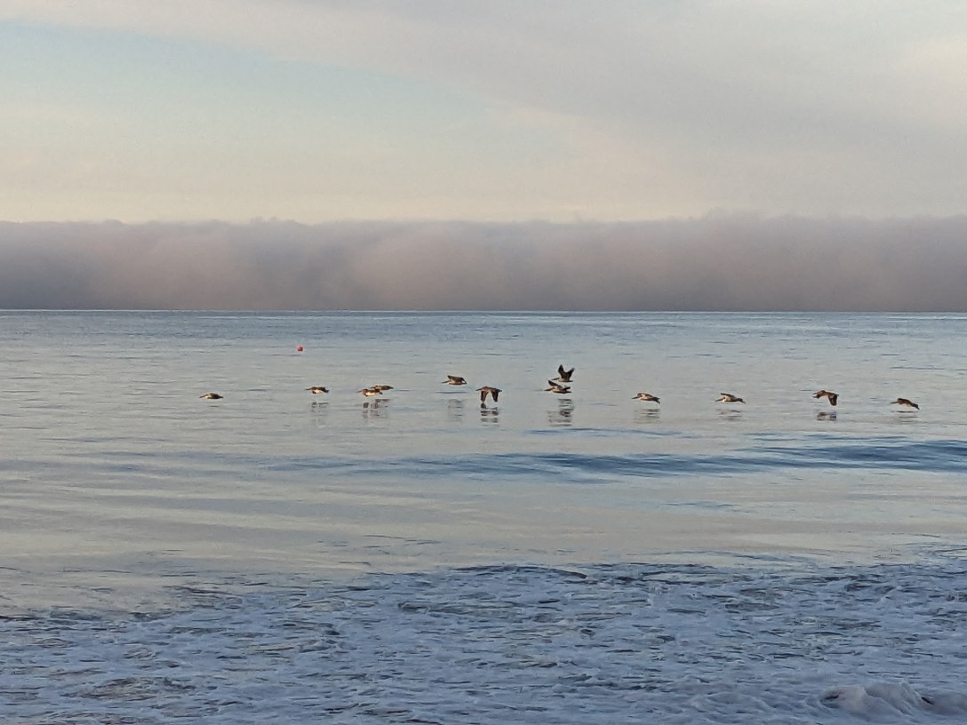 Birds skimming low over a calm ocean at dawn, soft mist on the horizon — evoking stillness, exhaustion, and the quiet effort of nervous system recovery.