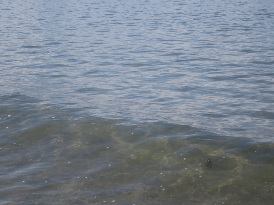 Calm grey-blue water on an overcast day, clear in the shallows and turning opaque toward the horizon.